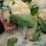 【牛商推荐】菜花1斤紧密乳白可对接商超团购量大从优