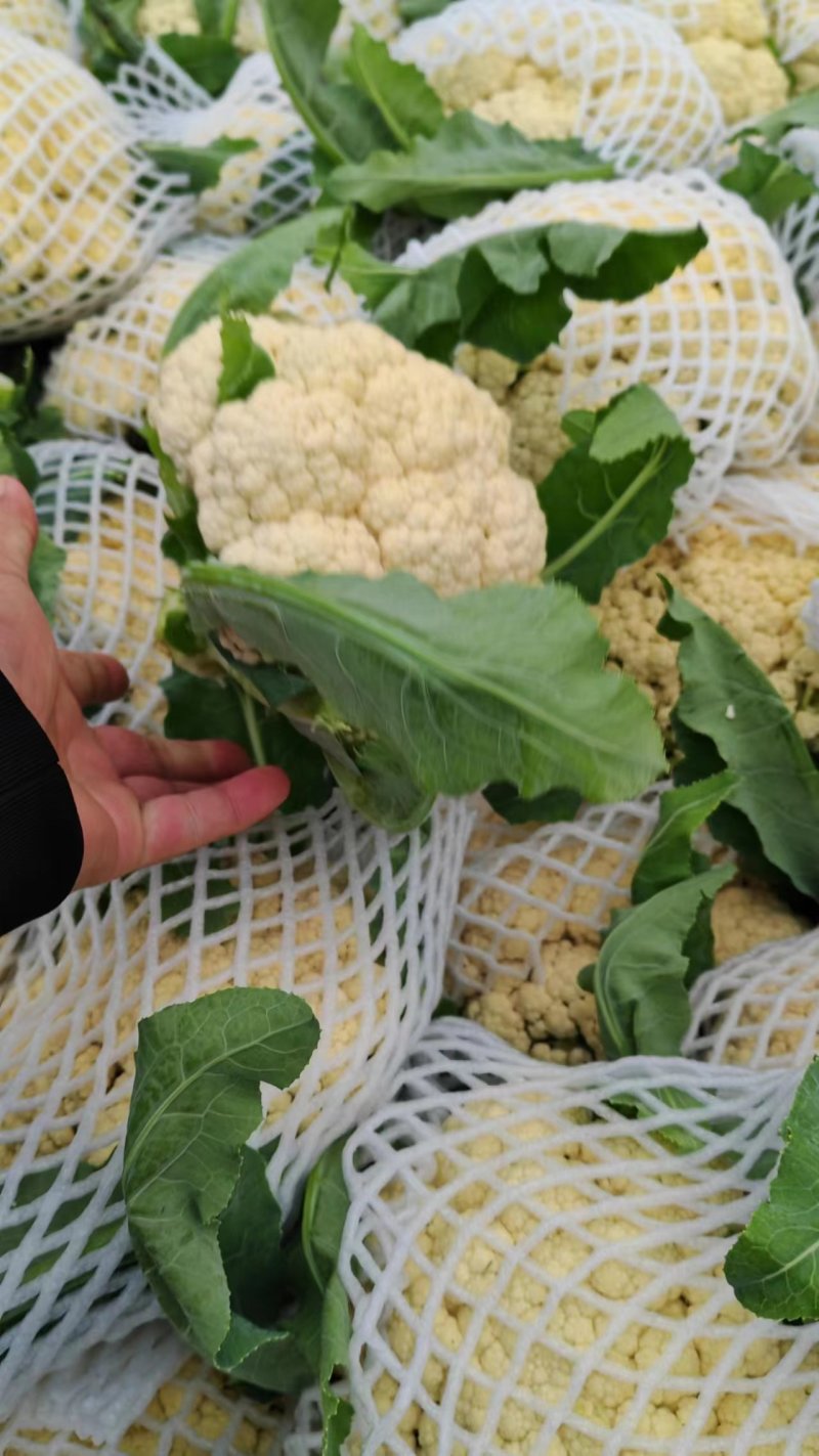 【牛商推荐】菜花1斤紧密乳白可对接商超团购量大从优