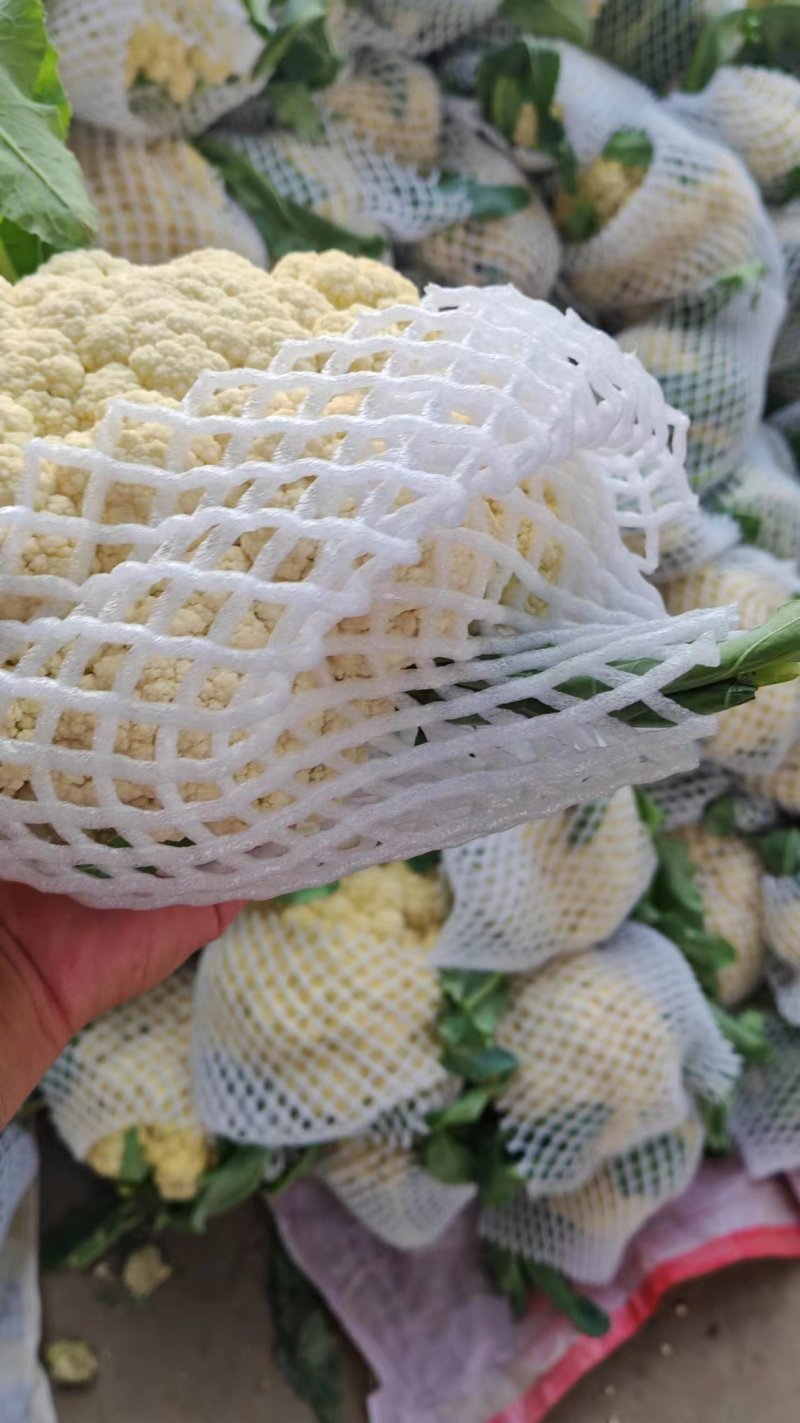 【牛商推荐】菜花1斤紧密乳白可对接商超团购量大从优