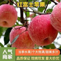 山西苹果膜纸袋富士苹果大量有货对接全国客商市场电商