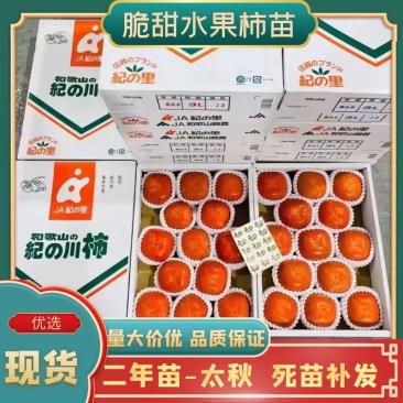 ‘辉太郎’脆甜柿，水果柿，对版正版好苗，现场挖苗死苗补发