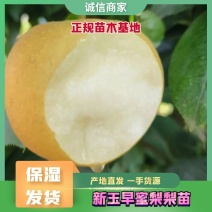 授权品种新玉早蜜梨梨苗，正规苗木基地，保湿发货，品种纯正