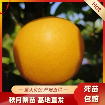 秋月梨苗，冰糖梨，口感脆甜，八月节成熟，基地自供