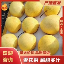 山西雪花梨脆甜多汁新鲜现摘果园直发量大优惠品质保证