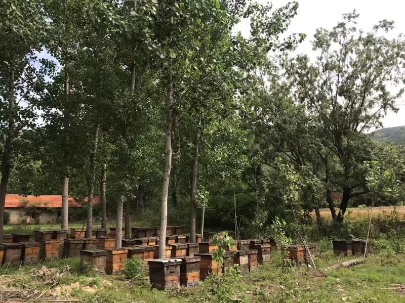 湖北精品农家荆条蜂蜜，大量供货自家养殖欢迎来电咨询