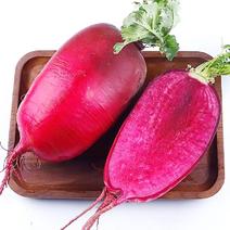 紫玉童早熟冰糖水果型萝卜种子红皮红肉肉质细品质好适应性广