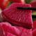 紫玉童早熟冰糖水果型萝卜种子红皮红肉肉质细品质好适应性广