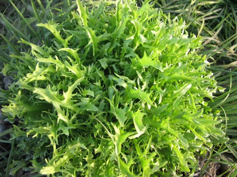 大袋鸟巢苦菊种子黄花细叶耐热耐寒适应性广泛优质良种