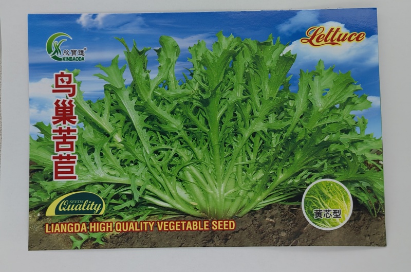 大袋鸟巢苦菊种子黄花细叶耐热耐寒适应性广泛优质良种