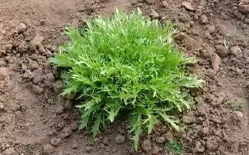 大袋鸟巢苦菊种子黄花细叶耐热耐寒适应性广泛优质良种