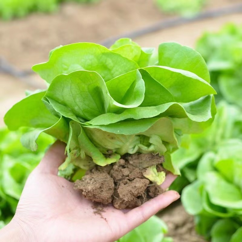 大袋盛农绣球生菜种子味甜脆耐寒抽苔迟易栽培适应性广