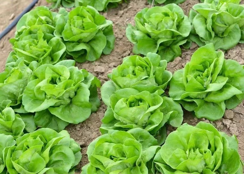 大袋盛农绣球生菜种子味甜脆耐寒抽苔迟易栽培适应性广