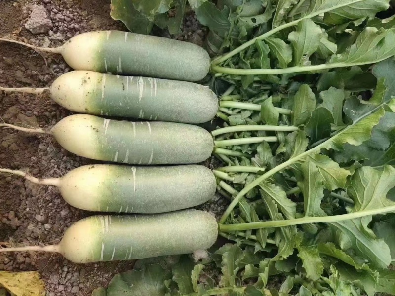 【青萝卜】，山东青萝卜，潍县青萝卜，产地直发一手货源低价