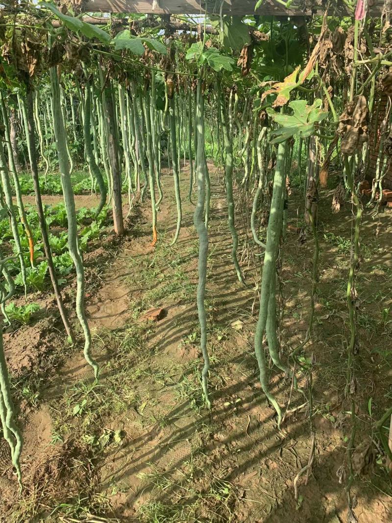 美味蛇瓜种子分枝性强营养丰富抗病抗虫适应性广