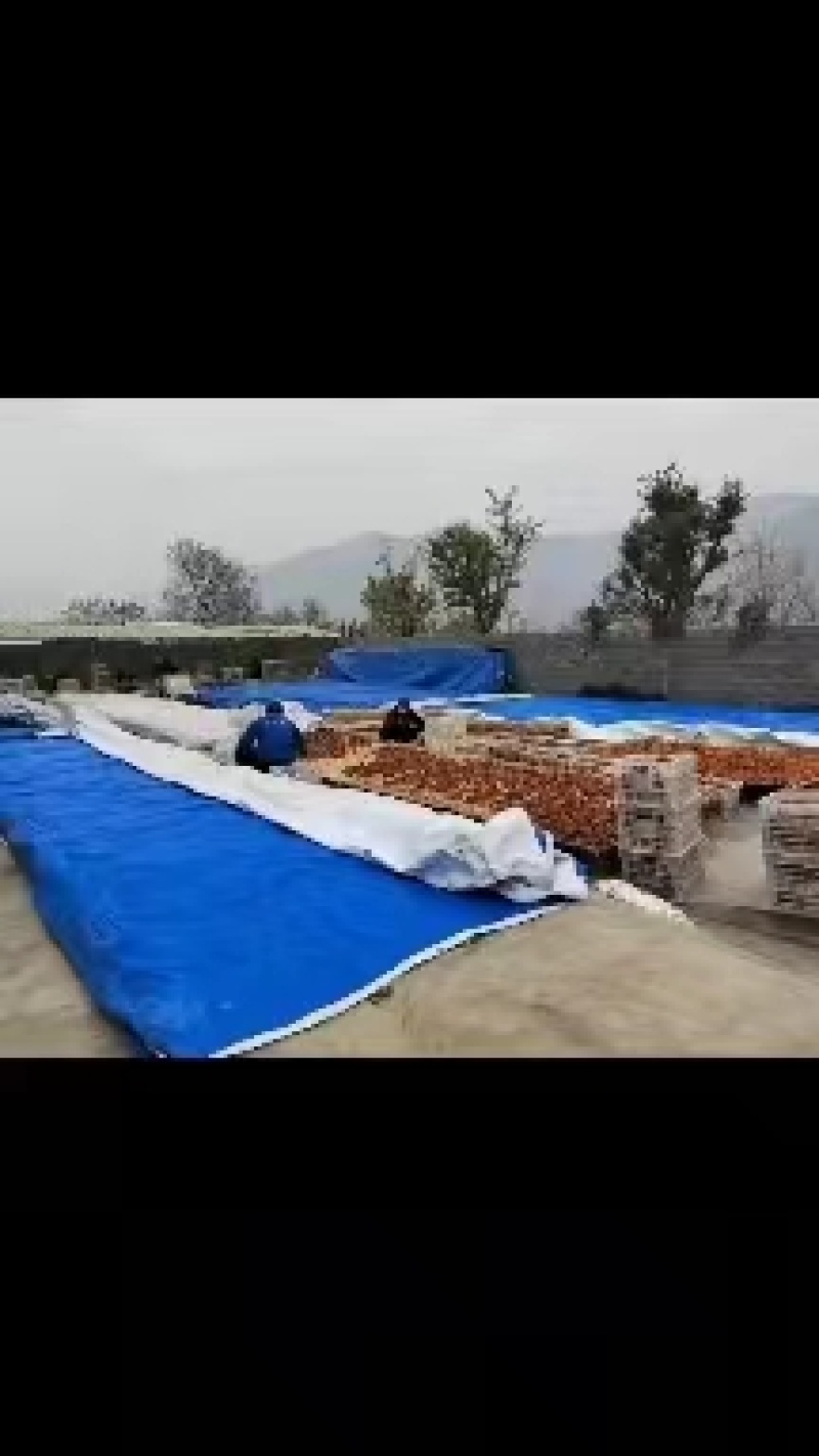 山东青州农家自己种植采摘的柿饼分霜饼，红饼，流心饼