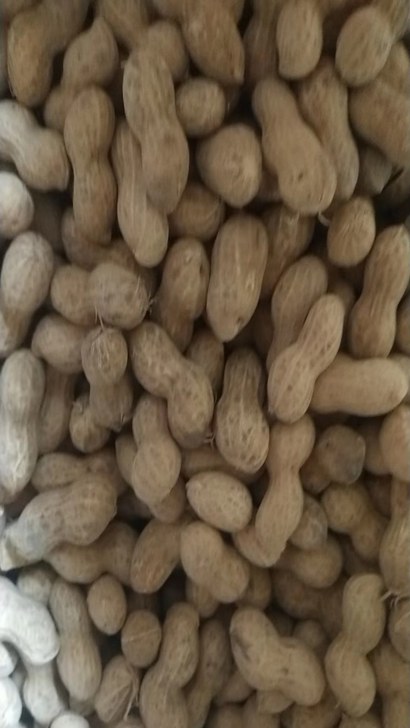 河北机油四花生大量供应产地直发量大从优可视频看货