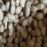 河北机油四花生大量供应产地直发量大从优可视频看货