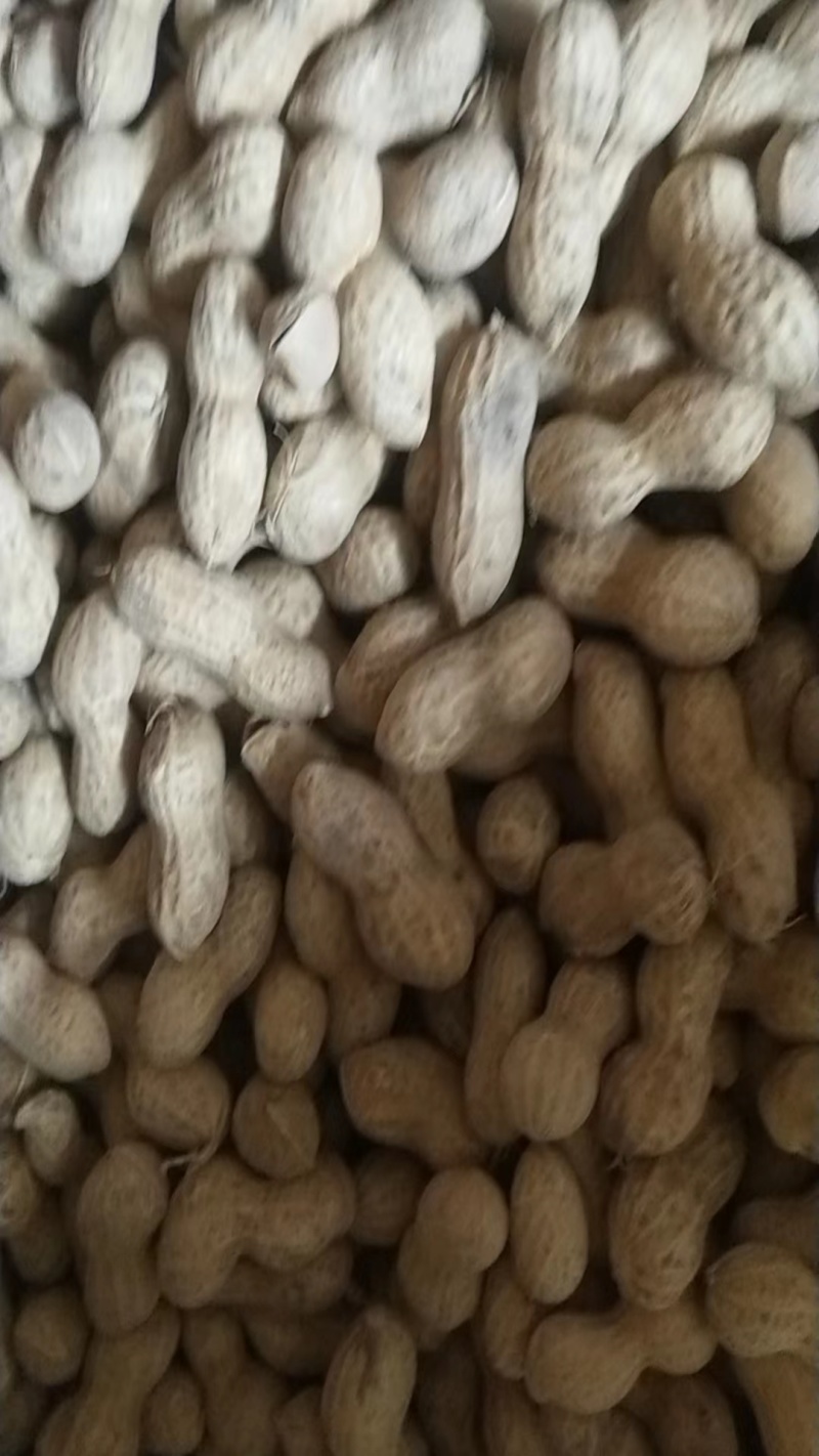 河北机油四花生大量供应产地直发量大从优可视频看货