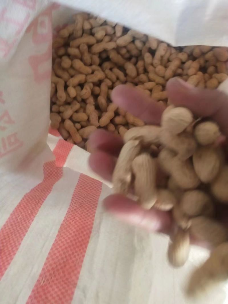 河北机油四花生大量供应产地直发量大从优可视频看货