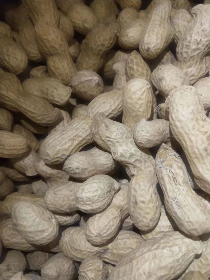 河北机油四花生大量供应产地直发量大从优可视频看货