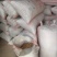 河北机油四花生大量供应产地直发量大从优可视频看货