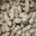 河北机油四花生大量供应产地直发量大从优可视频看货