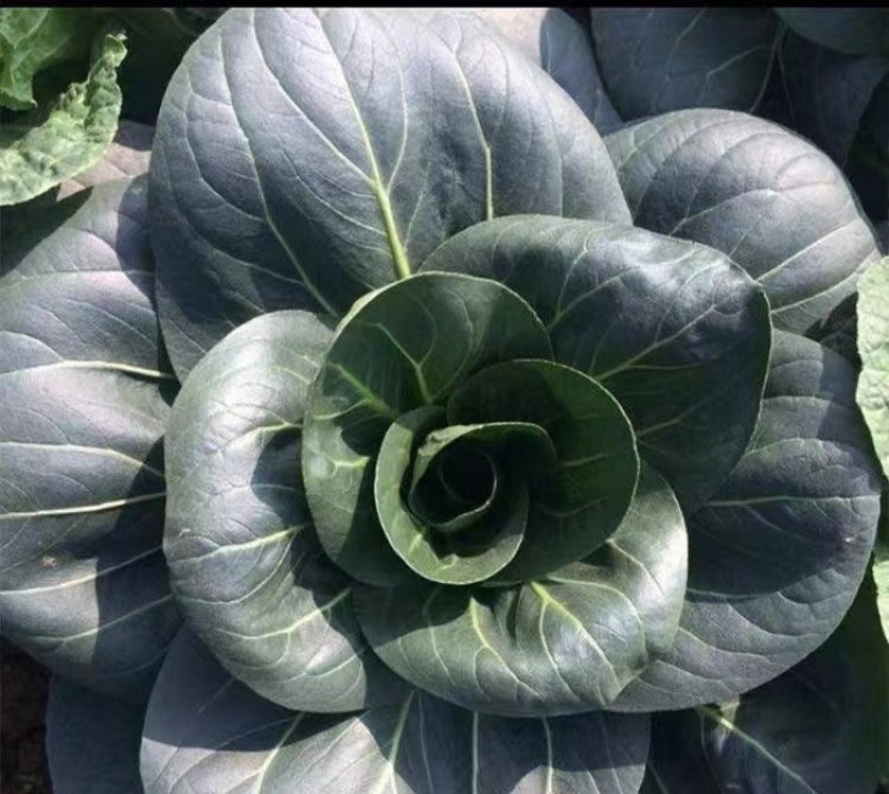 苏州青青梗菜种子叶片平滑叶柄宽厚抗病性强适应性广泛