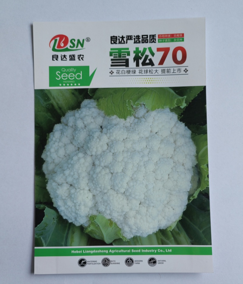 雪松70白菜花种子早熟耐湿不易散球形美观易种植品质优良