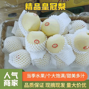 【坏烂包赔】河北皇冠梨现摘现发可对接商超市场视频看货