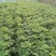 【推荐】甘洛当归条形好干度优产地货源对接大型批发商