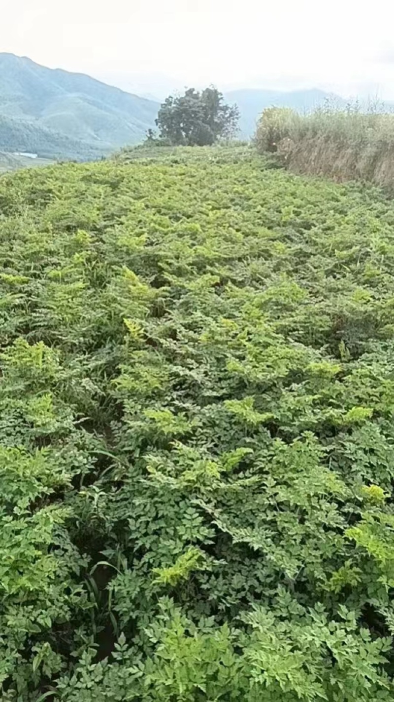 【推荐】甘洛当归条形好干度优产地货源对接大型批发商