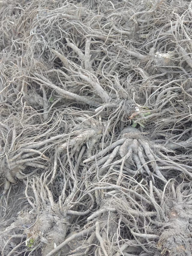 【推荐】甘洛当归条形好干度优产地货源对接大型批发商