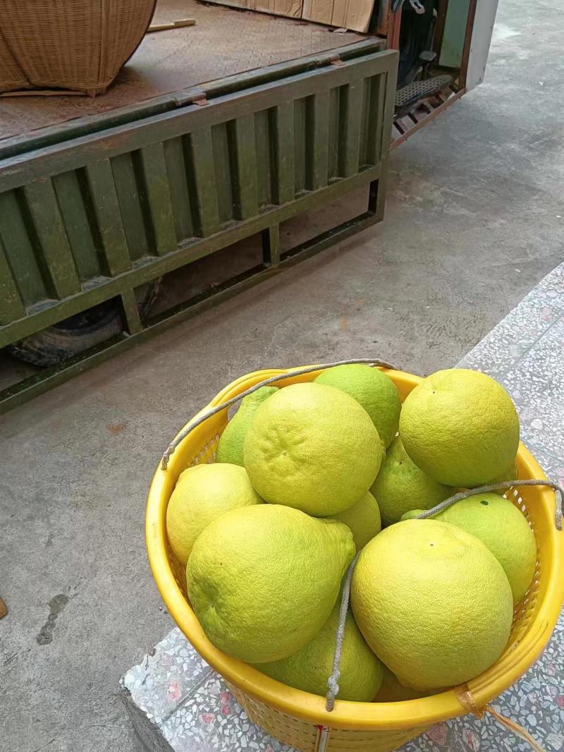 广西省阳朔县精品（沙田柚）万亩基地，欢迎全国各地老板来收