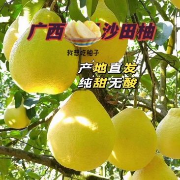 广西省阳朔县精品（沙田柚）万亩基地，欢迎全国各地老板来收