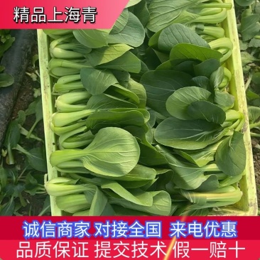 精品小油菜上海青商超直供品质保证可基地看货质量保证