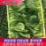 精品小油菜上海青商超直供品质保证可基地看货质量保证