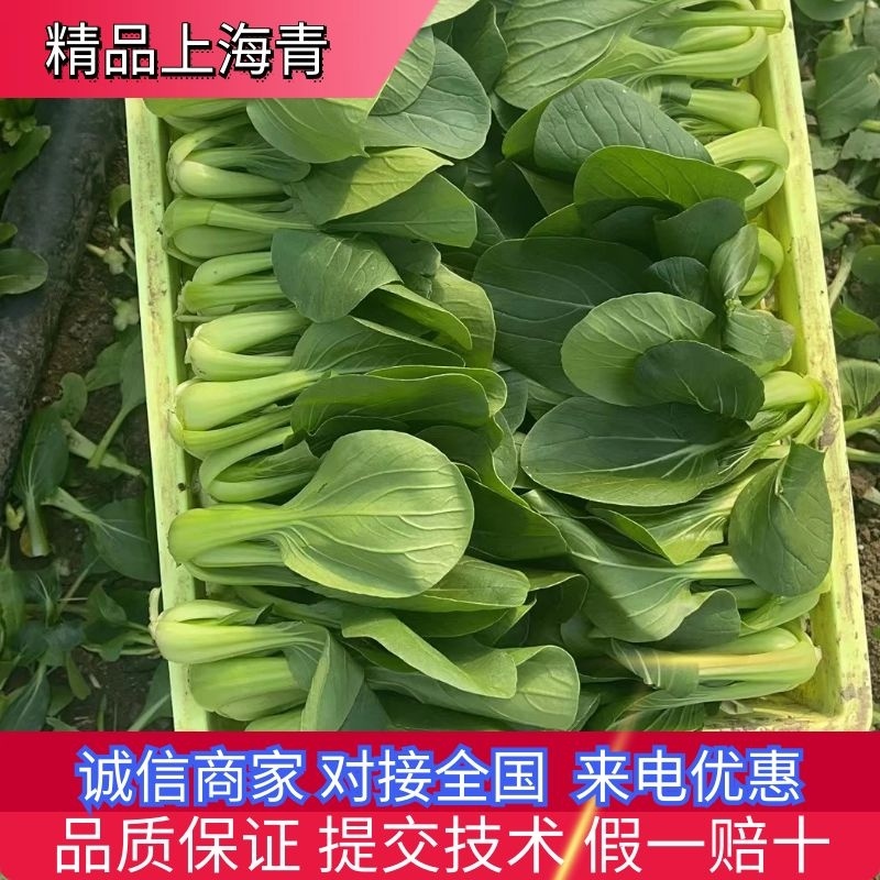 精品小油菜上海青商超直供品质保证可基地看货质量保证