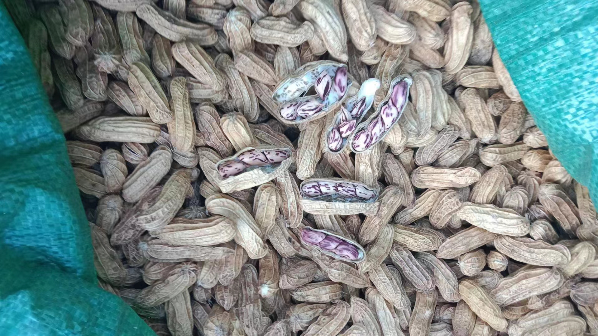 信息图展示黑豆主要营养成分:包括花青素、膳食纤维、钾、镁、大豆异黄酮等,配有简笔画形式的血管、心脏、细胞结构,标注各项成分对心脏的具体作用机制,风格简洁科普 黑豆营养成分图表