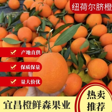 纽荷尔脐橙湖北产区实力代办对接全国客商价格来电详谈