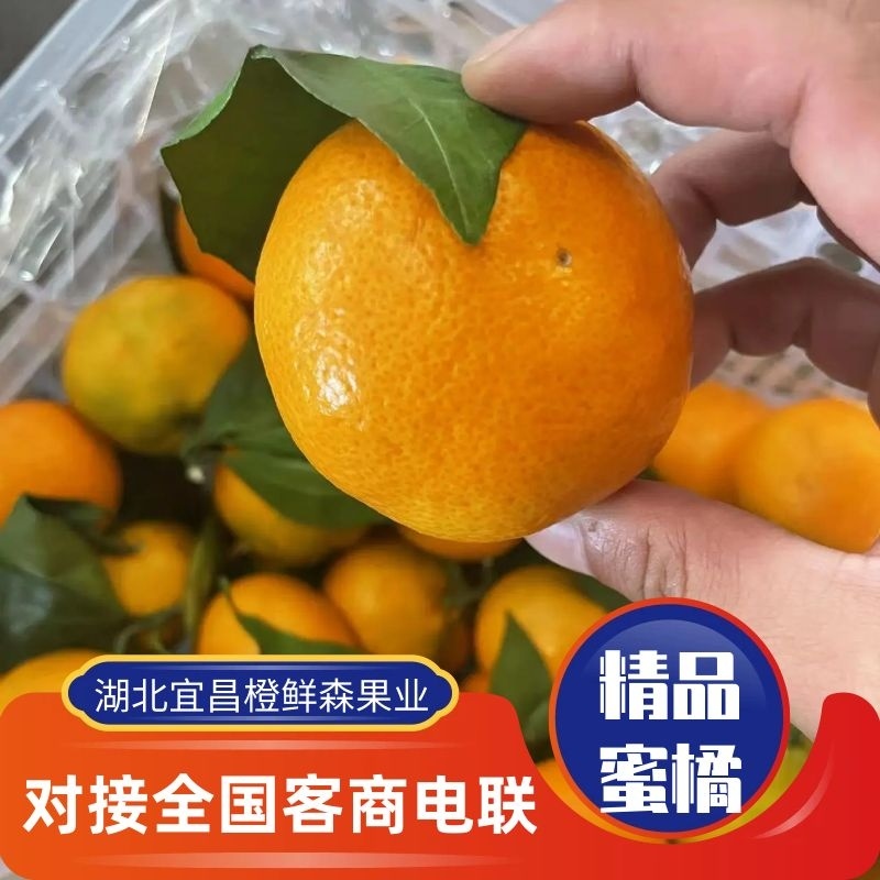 湖北高山蜜桔大量上市果面光滑圆口感好本地一手货源