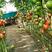欧罗娜番茄苗山东种苗基地直发西红柿苗产地直发一手货源