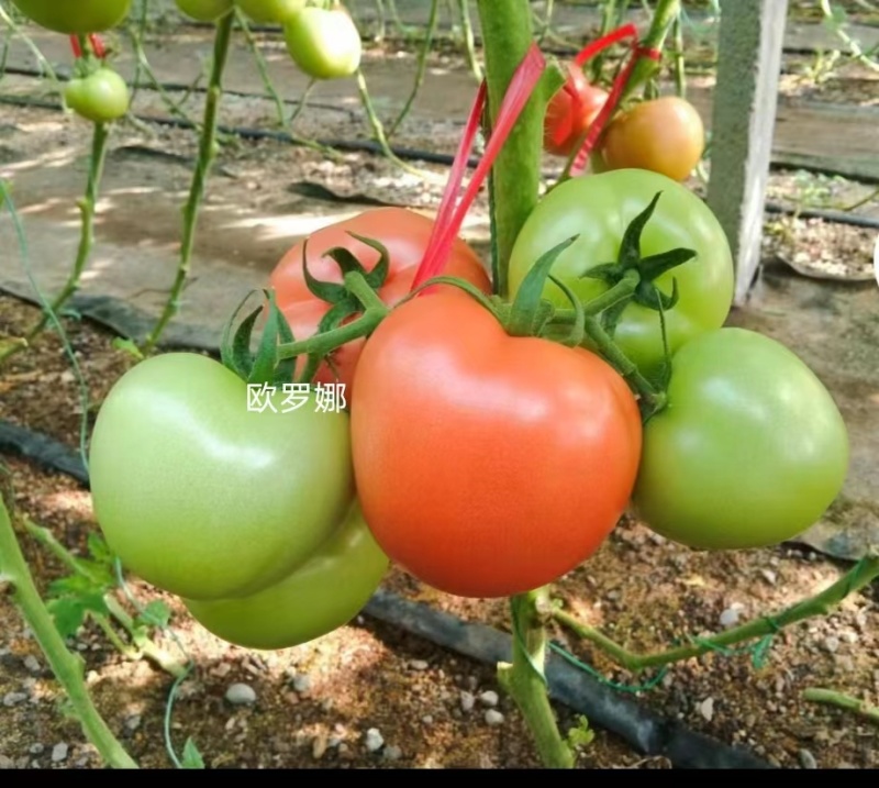 欧罗娜番茄苗山东种苗基地直发西红柿苗产地直发一手货源
