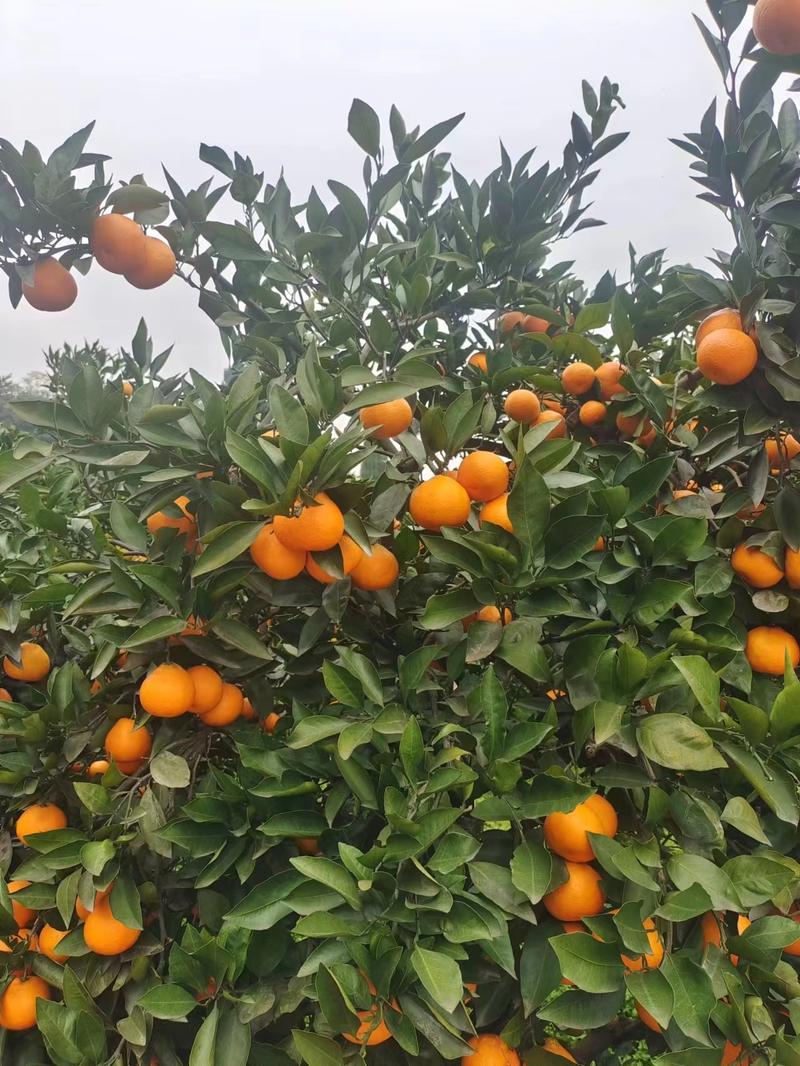 蜜橘四川蜜橘橘子皮薄肉厚多汁爽口产地直发电联