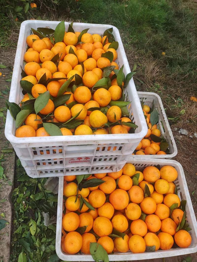 蜜橘四川蜜橘橘子皮薄肉厚多汁爽口产地直发电联