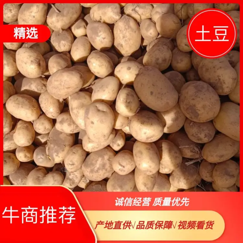 沽源县V7土豆一手货源产地直发供应全国欢迎进店采购