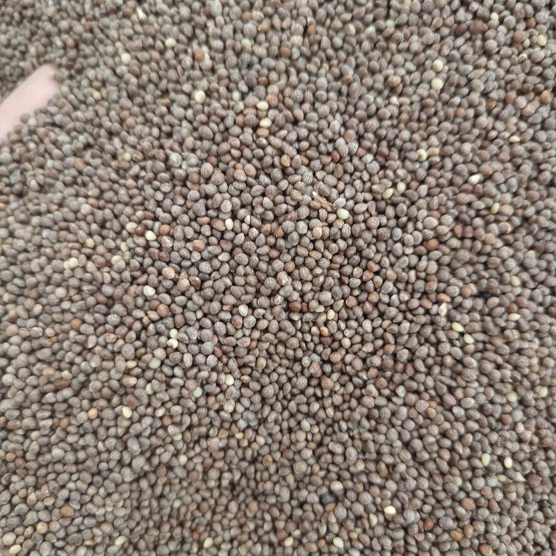 精品新货紫苏子中药材批发供应苏子规格齐全苏籽