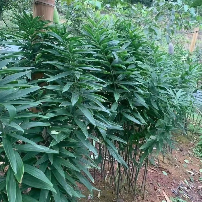 黄精种苗产量高成活率高价格优惠品质保证欢迎下单