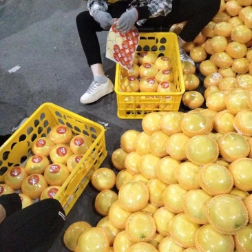 葡萄柚福建产地直发自家果园一手价格欢迎来电咨询进店选购!