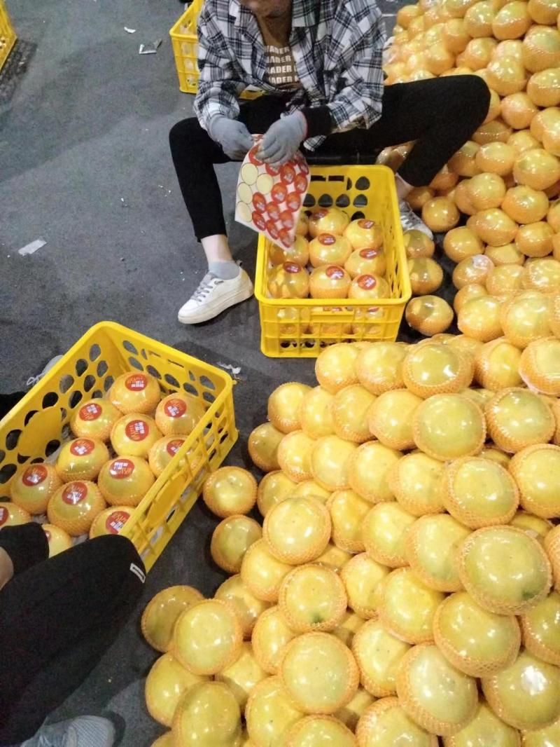 葡萄柚福建产地直发自家果园一手价格欢迎来电咨询进店选购！