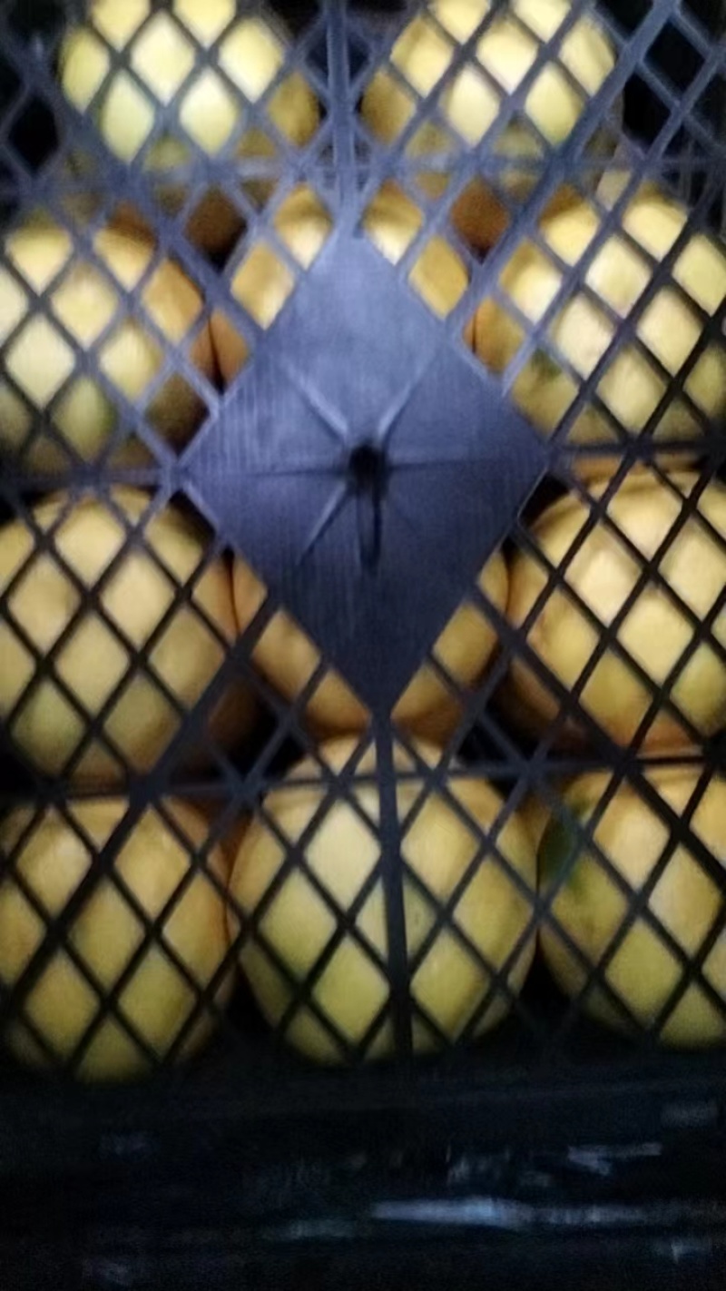葡萄柚福建产地直发自家果园一手价格欢迎来电咨询进店选购！